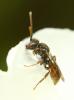 Nomada sp.